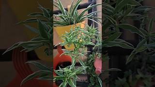 Spider plant ko kharab hone se kaise bachaya jayegardening spiderplant  caretips viralshorts [upl. by Parrnell]