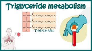 Triglyceride metabolism  Simple Explanation of Triglycerides and How to Reduce it  Triglycerides [upl. by Gagliano]