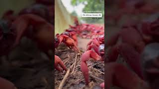 Red crab migration season has begun on Australia’s Christmas Island [upl. by Notse]