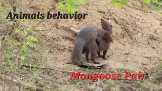 Mongoose Mating Pair  Animal Behaviour [upl. by Holbrook]