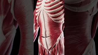 Anatomy of the abdominal muscles meded anatomy 3dmodel [upl. by Adnarahs141]