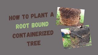 Rootball Shaving How to Plant Root Bound Container Trees [upl. by Morell]