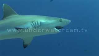 shark gets his teeth brushed little cleaner fish swims in and out of the mouth of a shark [upl. by Hortense]