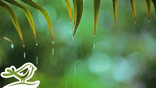 Rainy Piano Radio 🌧️ Relaxing Music with Rain Sounds 247 [upl. by Ogg]