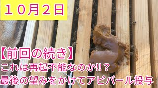 巣箱の底には大量のヘギイタダニが！？緊急対応でアピバールを投与！復活なるか‼？ [upl. by Adnala]