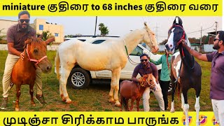 ரூ 30000 போதும் ஒரு miniature poni குதிரை வாங்க  Telangana stud farm  Hyderabad  Marwari [upl. by Gil2]