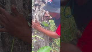 A Man Run To Catch Parrots On A Tree birdwatchingparadise birdlives birdwatching birdlife [upl. by Euqinim]