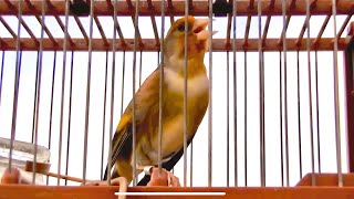 Goldfinch Mule singing for training songs  Mixto Jilguero cantando Stieglitz singt [upl. by Carry]