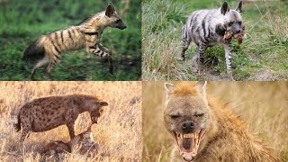 Types of Hyena  All four Extant Species of Hyenas [upl. by Nakashima]