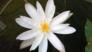 white night bloomer veriety☘️😱🤗 waterlilyplant waterlilly lotus [upl. by Zelig]