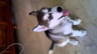 Cachorro de husky aullando [upl. by Affer]