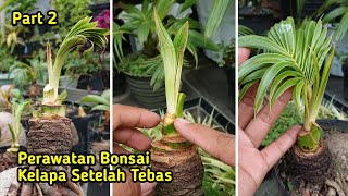 PART 2  CARA PERAWATAN BONSAI KELAPA SETELAH TEBAS EKSTRIM [upl. by Dnalevelc]