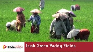 Lush Green Paddy Fields of Kerala  India Video [upl. by Trebma]