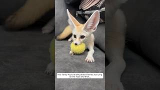 This family found a dehydrated fennec fox lying on the road and then animalshorts fennec [upl. by Eidnar]