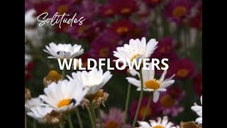 WILDFLOWERS  DAN GIBSON´S SOLITUDES [upl. by Tutt]