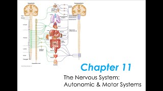 Chapter 11 Physio  Autonomic amp Somatic Nervous Systems [upl. by Yaned]