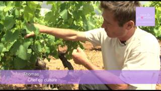 vinsdeprovence  Reportage  Gros plan sur lébourgeonnage  01072011 [upl. by Rick269]