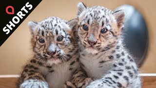 These cheeky snow leopard cubs will melt your heart 😍  SWNS shorts [upl. by Kandy]