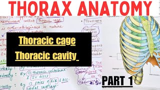 THORAX ANATOMY  1  Thoracic cage  Thoracic Cavity  Suyash shukla [upl. by Nolly]