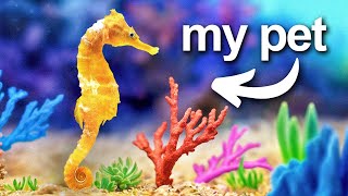 I Built a Coral Reef for my pet seahorse [upl. by Aninahs]