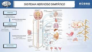 SISTEMA NERVIOSO AUTONOMO  Morfofisiología [upl. by Vevay]