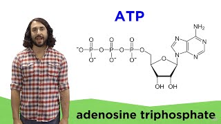 Metabolism and ATP [upl. by Mckee642]