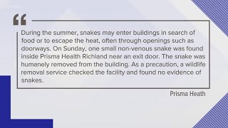 Reports of snakes at Prisma Health [upl. by Shannen]