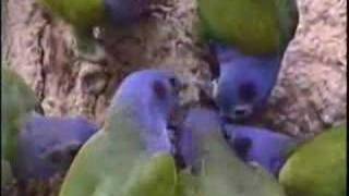 Blueheaded Parrot at clay lick in Manu Peru [upl. by Gerdi]