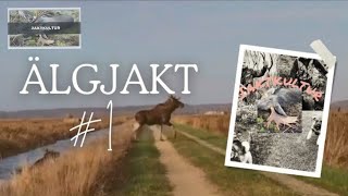 Älgjakt 1  Moosehunting in sweden [upl. by Floris552]