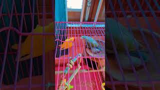 zimmi mitthi sweet videolovebirds birds [upl. by Anwahsak]