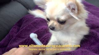 limpieza dental de un chihuahua huesos vinilo perros [upl. by Pamela]