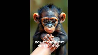 Meet the CUTEST Baby Chimpanzee ever shorts monkey cuteanimals [upl. by Haywood24]