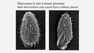 The Anatomy of a Scientific Discovery Telomeres and Telomerase  Past Present and Future [upl. by Helene]