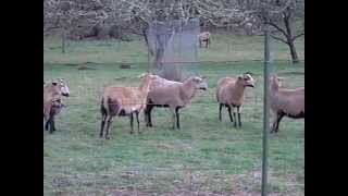 Barbados Blackbelly sheep [upl. by Edivad]