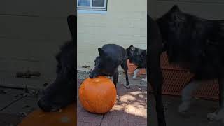 Dogs Eat Huge Pumpkin [upl. by Mot]