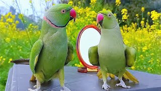 Parrot  Tota  Parrot Talking  Parrot Sounds [upl. by Alehc]