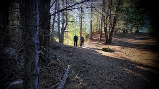 A Naseby NZ Winter Forest Walk July 2024 [upl. by Hamner199]