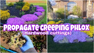 About Creeping Phlox amp How To Propagate It Through Hardwood Cuttings [upl. by Eehtomit]