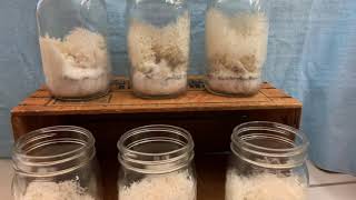 Living Lion’s Mane Mushrooms  Hericium erinaceus  6 weeks old growing in quart mason jars [upl. by Nanek]