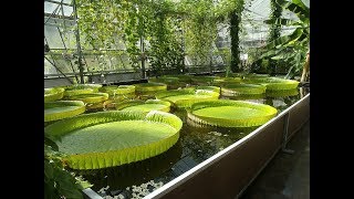 Places to see in  Bochum  Germany  Botanischer Garten [upl. by Sinnard]