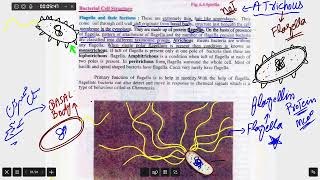 Flagella and Types of bacteria Base on flagella [upl. by Sturdivant]