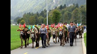 Alpabfahrt Rankhof Untertrübsee  Hinter Linden Buochs quot30092023quot [upl. by Germann]