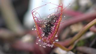 Carnivorous Plant Drosera Binata eats fly 4K  Timelapse [upl. by Dnalwor546]