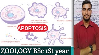 ZOOLOGY ll BSc 1st Year UNIT II APOPTOSIS [upl. by Allrud165]