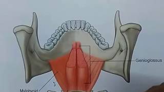 Gross  mylohyoid [upl. by Egor788]