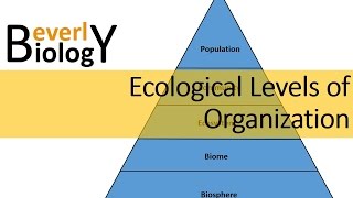 Ecological Levels of Organization [upl. by Ivanah]