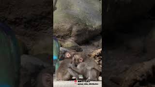 わんぱく育ち盛りの小猿高崎山自然動物園 [upl. by Gilud]