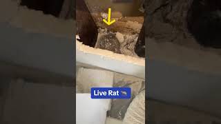 If Your dealing with a RAT INFESTATION inside your walls ALWAYS have a shop Vac ready rats [upl. by Senaj123]