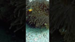 Crazy clownfish almost bit me nemo trending scuba clownfish [upl. by Orfield]