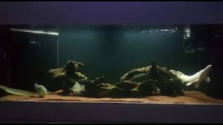 6 feet Platinum Alligator Gar Aquarium  Custom made by N30 Singapore [upl. by Ardell]